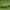 Mėlyngalvė diloba - Diloba caeruleocephala, vikšras | Fotografijos autorius : Žilvinas Pūtys | © Macrogamta.lt | Šis tinklapis priklauso bendruomenei kuri domisi makro fotografija ir fotografuoja gyvąjį makro pasaulį.
