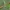 Mėlyninis žievėsprindis - Ectropis crepuscularia, vikšras | Fotografijos autorius : Gintautas Steiblys | © Macrogamta.lt | Šis tinklapis priklauso bendruomenei kuri domisi makro fotografija ir fotografuoja gyvąjį makro pasaulį.
