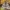 Mėlynsparnė peteliškė - Catocala fraxini | Fotografijos autorius : Žilvinas Pūtys | © Macrogamta.lt | Šis tinklapis priklauso bendruomenei kuri domisi makro fotografija ir fotografuoja gyvąjį makro pasaulį.