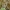 Mėlynsparnis tarkšlys - Oedipoda caerulescens | Fotografijos autorius : Vidas Brazauskas | © Macrogamta.lt | Šis tinklapis priklauso bendruomenei kuri domisi makro fotografija ir fotografuoja gyvąjį makro pasaulį.