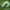 Mažasis žiemprindis - Operophtera brumata, vikšras | Fotografijos autorius : Gintautas Steiblys | © Macrogamta.lt | Šis tinklapis priklauso bendruomenei kuri domisi makro fotografija ir fotografuoja gyvąjį makro pasaulį.