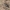 Mažasis pušiagraužis - Acanthocinus griseus | Fotografijos autorius : Kazimieras Martinaitis | © Macrogamta.lt | Šis tinklapis priklauso bendruomenei kuri domisi makro fotografija ir fotografuoja gyvąjį makro pasaulį.