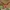 Mažasis sfinksas - Deilephila porcellus | Fotografijos autorius : Žilvinas Pūtys | © Macrogamta.lt | Šis tinklapis priklauso bendruomenei kuri domisi makro fotografija ir fotografuoja gyvąjį makro pasaulį.