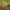 Mažasis tampriagrybis - Calocera cornea | Fotografijos autorius : Žilvinas Pūtys | © Macrogamta.lt | Šis tinklapis priklauso bendruomenei kuri domisi makro fotografija ir fotografuoja gyvąjį makro pasaulį.