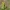 Mažasis varpenis - Botrychium simplex | Fotografijos autorius : Zita Gasiūnaitė | © Macrogamta.lt | Šis tinklapis priklauso bendruomenei kuri domisi makro fotografija ir fotografuoja gyvąjį makro pasaulį.