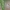 Mažoji geltonoji cidarija - Hydrelia flammeolaria | Fotografijos autorius : Arūnas Eismantas | © Macrogamta.lt | Šis tinklapis priklauso bendruomenei kuri domisi makro fotografija ir fotografuoja gyvąjį makro pasaulį.