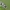 Mažoji hesperija - Pyrgus malvae | Fotografijos autorius : Gintautas Steiblys | © Macrogamta.lt | Šis tinklapis priklauso bendruomenei kuri domisi makro fotografija ir fotografuoja gyvąjį makro pasaulį.