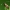 Mažoji ilgaūsė makštinė kandis - Cauchas fibulella | Fotografijos autorius : Vidas Brazauskas | © Macrogamta.lt | Šis tinklapis priklauso bendruomenei kuri domisi makro fotografija ir fotografuoja gyvąjį makro pasaulį.