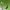 Mažoji ilgaūsė makštinė kandis - Cauchas fibulella | Fotografijos autorius : Vidas Brazauskas | © Macrogamta.lt | Šis tinklapis priklauso bendruomenei kuri domisi makro fotografija ir fotografuoja gyvąjį makro pasaulį.