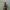 Mažoji ilgaūsė makštinė kandis - Cauchas fibulella | Fotografijos autorius : Žilvinas Pūtys | © Macrogamta.lt | Šis tinklapis priklauso bendruomenei kuri domisi makro fotografija ir fotografuoja gyvąjį makro pasaulį.