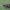Mažoji ilgaūsė makštinė kandis - Cauchas fibulella | Fotografijos autorius : Žilvinas Pūtys | © Macrogamta.lt | Šis tinklapis priklauso bendruomenei kuri domisi makro fotografija ir fotografuoja gyvąjį makro pasaulį.