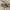 Nendrinis maišavoris - Clubiona phragmitis | Fotografijos autorius : Gintautas Steiblys | © Macrogamta.lt | Šis tinklapis priklauso bendruomenei kuri domisi makro fotografija ir fotografuoja gyvąjį makro pasaulį.