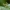 Maldininkas - Hierodula transcaucasica, nimfa | Fotografijos autorius : Žilvinas Pūtys | © Macrogamta.lt | Šis tinklapis priklauso bendruomenei kuri domisi makro fotografija ir fotografuoja gyvąjį makro pasaulį.