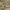 Maltiškasis šlamutis - Helichrysum melitense | Fotografijos autorius : Nomeda Vėlavičienė | © Macrogamta.lt | Šis tinklapis priklauso bendruomenei kuri domisi makro fotografija ir fotografuoja gyvąjį makro pasaulį.