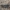 Margasis tarkšlys - Bryodemella tuberculata ♀ | Fotografijos autorius : Žilvinas Pūtys | © Macrogamta.lt | Šis tinklapis priklauso bendruomenei kuri domisi makro fotografija ir fotografuoja gyvąjį makro pasaulį.