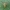 Margasparnė - Chaetostomella cylindrica ♀ | Fotografijos autorius : Žilvinas Pūtys | © Macrogamta.lt | Šis tinklapis priklauso bendruomenei kuri domisi makro fotografija ir fotografuoja gyvąjį makro pasaulį.