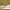 Margasparnė - Oxyna flavipennis | Fotografijos autorius : Agnė Našlėnienė | © Macrogamta.lt | Šis tinklapis priklauso bendruomenei kuri domisi makro fotografija ir fotografuoja gyvąjį makro pasaulį.