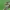 Margasparnė - Oxyna flavipennis | Fotografijos autorius : Gintautas Steiblys | © Macrogamta.lt | Šis tinklapis priklauso bendruomenei kuri domisi makro fotografija ir fotografuoja gyvąjį makro pasaulį.