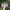 Margoji musmirė - Amanita pantherina | Fotografijos autorius : Romas Ferenca | © Macrogamta.lt | Šis tinklapis priklauso bendruomenei kuri domisi makro fotografija ir fotografuoja gyvąjį makro pasaulį.