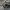 Marmurinis auksavabalis - Protaetia marmorata | Fotografijos autorius : Agnė Našlėnienė | © Macrogamta.lt | Šis tinklapis priklauso bendruomenei kuri domisi makro fotografija ir fotografuoja gyvąjį makro pasaulį.