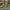 Mastikinė pistacija - Pistacia lentiscus | Fotografijos autorius : Gintautas Steiblys | © Macrogamta.lt | Šis tinklapis priklauso bendruomenei kuri domisi makro fotografija ir fotografuoja gyvąjį makro pasaulį.