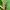 Maudinis stiebastraublis - Lixus iridis | Fotografijos autorius : Ramunė Vakarė | © Macrogamta.lt | Šis tinklapis priklauso bendruomenei kuri domisi makro fotografija ir fotografuoja gyvąjį makro pasaulį.