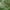 Painioji žolblakė - Leptopterna dolabrata ♀ | Fotografijos autorius : Žilvinas Pūtys | © Macronature.eu | Macro photography web site