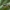 Painioji žolblakė - Leptopterna dolabrata ♀ | Fotografijos autorius : Žilvinas Pūtys | © Macronature.eu | Macro photography web site