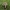 Šerpiakotis minkštūnis - Melanoleuca humilis | Fotografijos autorius : Vitalij Drozdov | © Macrogamta.lt | Šis tinklapis priklauso bendruomenei kuri domisi makro fotografija ir fotografuoja gyvąjį makro pasaulį.
