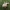Šerpiakotis minkštūnis - Melanoleuca humilis | Fotografijos autorius : Vitalij Drozdov | © Macrogamta.lt | Šis tinklapis priklauso bendruomenei kuri domisi makro fotografija ir fotografuoja gyvąjį makro pasaulį.
