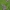 Melisalapė medumėlė - Melittis melissophyllum | Fotografijos autorius : Kęstutis Obelevičius | © Macrogamta.lt | Šis tinklapis priklauso bendruomenei kuri domisi makro fotografija ir fotografuoja gyvąjį makro pasaulį.