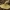 Melsvėjantysis šilbaravykis - Gyroporus cyanescens | Fotografijos autorius : Žilvinas Pūtys | © Macrogamta.lt | Šis tinklapis priklauso bendruomenei kuri domisi makro fotografija ir fotografuoja gyvąjį makro pasaulį.