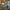 Melsvėjantysis šilbaravykis - Gyroporus cyanescens | Fotografijos autorius : Žilvinas Pūtys | © Macrogamta.lt | Šis tinklapis priklauso bendruomenei kuri domisi makro fotografija ir fotografuoja gyvąjį makro pasaulį.