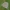 Karpytasparnis melsvys - Polyommatus (Meleageria) daphnis | Fotografijos autorius : Deividas Makavičius | © Macrogamta.lt | Šis tinklapis priklauso bendruomenei kuri domisi makro fotografija ir fotografuoja gyvąjį makro pasaulį.