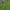 Miškinė žiomenė - Dracocephalum ruyschiana | Fotografijos autorius : Kęstutis Obelevičius | © Macrogamta.lt | Šis tinklapis priklauso bendruomenei kuri domisi makro fotografija ir fotografuoja gyvąjį makro pasaulį.