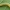 Miškinis žiemsprindis - Operophtera fagata, vikšras | Fotografijos autorius : Gintautas Steiblys | © Macrogamta.lt | Šis tinklapis priklauso bendruomenei kuri domisi makro fotografija ir fotografuoja gyvąjį makro pasaulį.