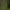 Miškinis eraičinas - Festuca altissima | Fotografijos autorius : Kęstutis Obelevičius | © Macrogamta.lt | Šis tinklapis priklauso bendruomenei kuri domisi makro fotografija ir fotografuoja gyvąjį makro pasaulį.