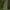 Miškinis eraičinas - Festuca altissima | Fotografijos autorius : Kęstutis Obelevičius | © Macrogamta.lt | Šis tinklapis priklauso bendruomenei kuri domisi makro fotografija ir fotografuoja gyvąjį makro pasaulį.