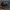 Miškinis mėšlavabalis - Anoplotrupes stercorosus | Fotografijos autorius : Žilvinas Pūtys | © Macrogamta.lt | Šis tinklapis priklauso bendruomenei kuri domisi makro fotografija ir fotografuoja gyvąjį makro pasaulį.