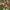 Miškinis pelėžirnis - Lathyrus sylvestris | Fotografijos autorius : Gintautas Steiblys | © Macrogamta.lt | Šis tinklapis priklauso bendruomenei kuri domisi makro fotografija ir fotografuoja gyvąjį makro pasaulį.