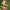 Miškinis pelėžirnis - Lathyrus sylvestris | Fotografijos autorius : Gintautas Steiblys | © Macrogamta.lt | Šis tinklapis priklauso bendruomenei kuri domisi makro fotografija ir fotografuoja gyvąjį makro pasaulį.
