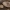Miškinis pievagrybis - Agaricus sylvaticus | Fotografijos autorius : Žilvinas Pūtys | © Macrogamta.lt | Šis tinklapis priklauso bendruomenei kuri domisi makro fotografija ir fotografuoja gyvąjį makro pasaulį.