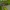 Miškinis pjūklelis audėjas - Pamphilius sylvaticus ♀ | Fotografijos autorius : Žilvinas Pūtys | © Macrogamta.lt | Šis tinklapis priklauso bendruomenei kuri domisi makro fotografija ir fotografuoja gyvąjį makro pasaulį.