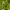 Miškinis storgalvis - Ochlodes sylvanus ? | Fotografijos autorius : Vidas Brazauskas | © Macrogamta.lt | Šis tinklapis priklauso bendruomenei kuri domisi makro fotografija ir fotografuoja gyvąjį makro pasaulį.