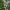 Miškinis vikis - Vicia sylvatica | Fotografijos autorius : Gintautas Steiblys | © Macrogamta.lt | Šis tinklapis priklauso bendruomenei kuri domisi makro fotografija ir fotografuoja gyvąjį makro pasaulį.