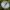 Baltasultė šalmabudė - Mycena galopus | Fotografijos autorius : Žilvinas Pūtys | © Macronature.eu | Macro photography web site