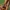 Minkštavabalis - Podabrus alpinus | Fotografijos autorius : Romas Ferenca | © Macrogamta.lt | Šis tinklapis priklauso bendruomenei kuri domisi makro fotografija ir fotografuoja gyvąjį makro pasaulį.
