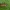 Minkštavabalis - Rhagonycha limbata | Fotografijos autorius : Žilvinas Pūtys | © Macrogamta.lt | Šis tinklapis priklauso bendruomenei kuri domisi makro fotografija ir fotografuoja gyvąjį makro pasaulį.