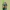 Morkinis salierinukas - Coptocephala unifasciata | Fotografijos autorius : Gintautas Steiblys | © Macrogamta.lt | Šis tinklapis priklauso bendruomenei kuri domisi makro fotografija ir fotografuoja gyvąjį makro pasaulį.