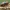 Morkinis salierinukas - Coptocephala unifasciata | Fotografijos autorius : Žilvinas Pūtys | © Macrogamta.lt | Šis tinklapis priklauso bendruomenei kuri domisi makro fotografija ir fotografuoja gyvąjį makro pasaulį.